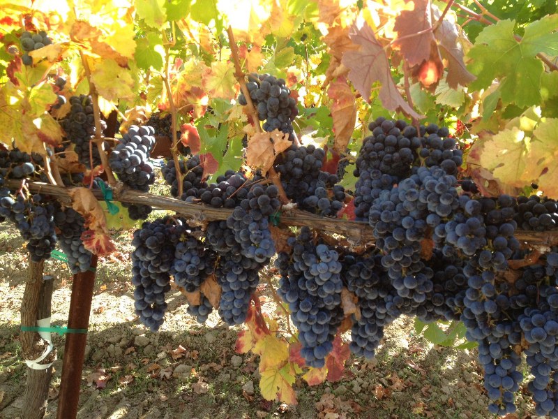 Burrell School Vineyard and Winery cover